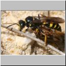 Gorytes laticinctus - Grabwespe 12 12mm mit Zikade - Teverener Heide.jpg